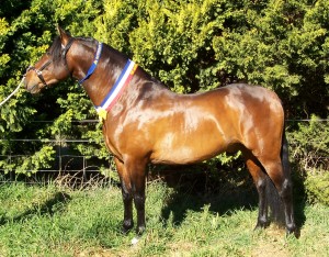 Gotico Park Belladeo